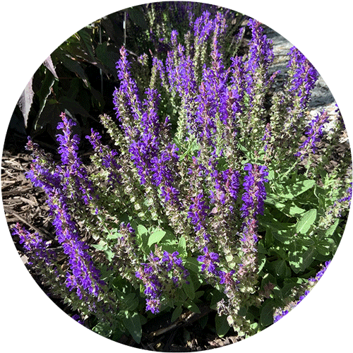 Purple Salvia blooms.